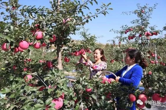 甘肅靈臺縣：蘋果紅了，果農(nóng)的錢袋子鼓了